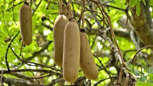  Naturel pour un Pénis Plus Long et Plus Puissant !