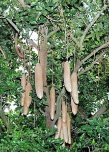 Augmentez la Taille de Votre Pénis Naturellement
